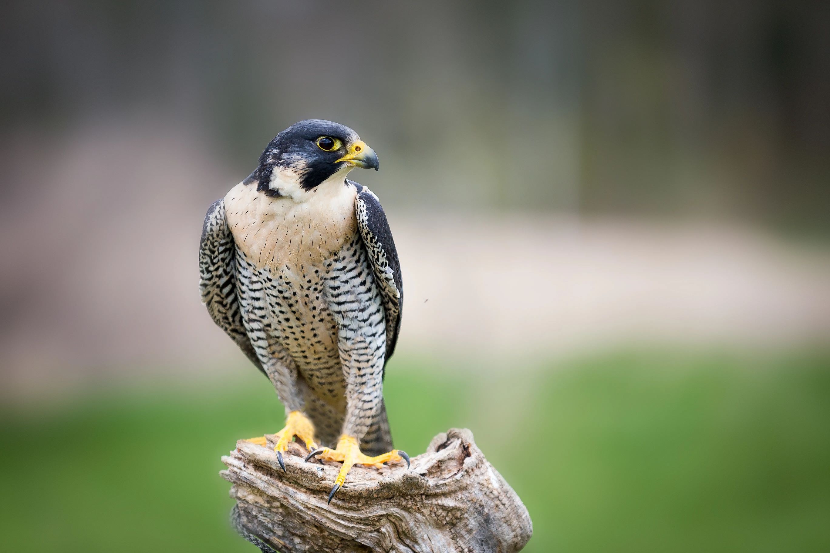 Peregrine