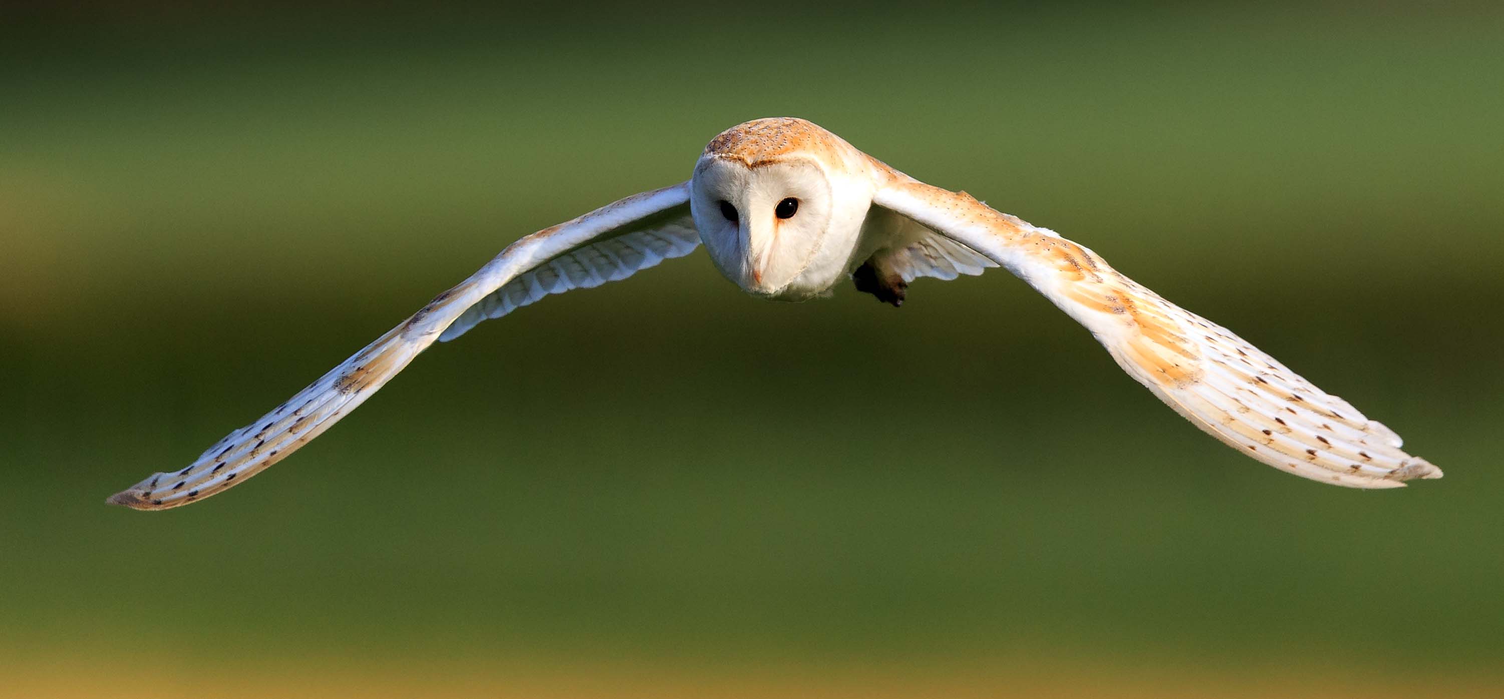 Barn Owl