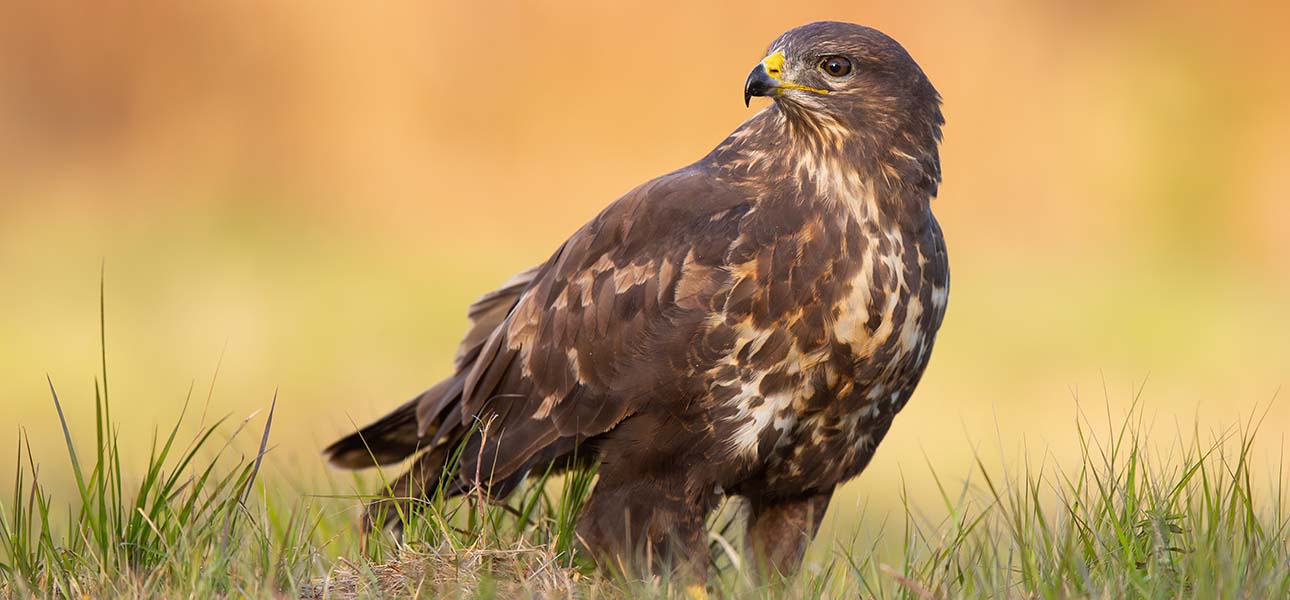 Recognising birds of prey - Norfolk Wildlife Trust