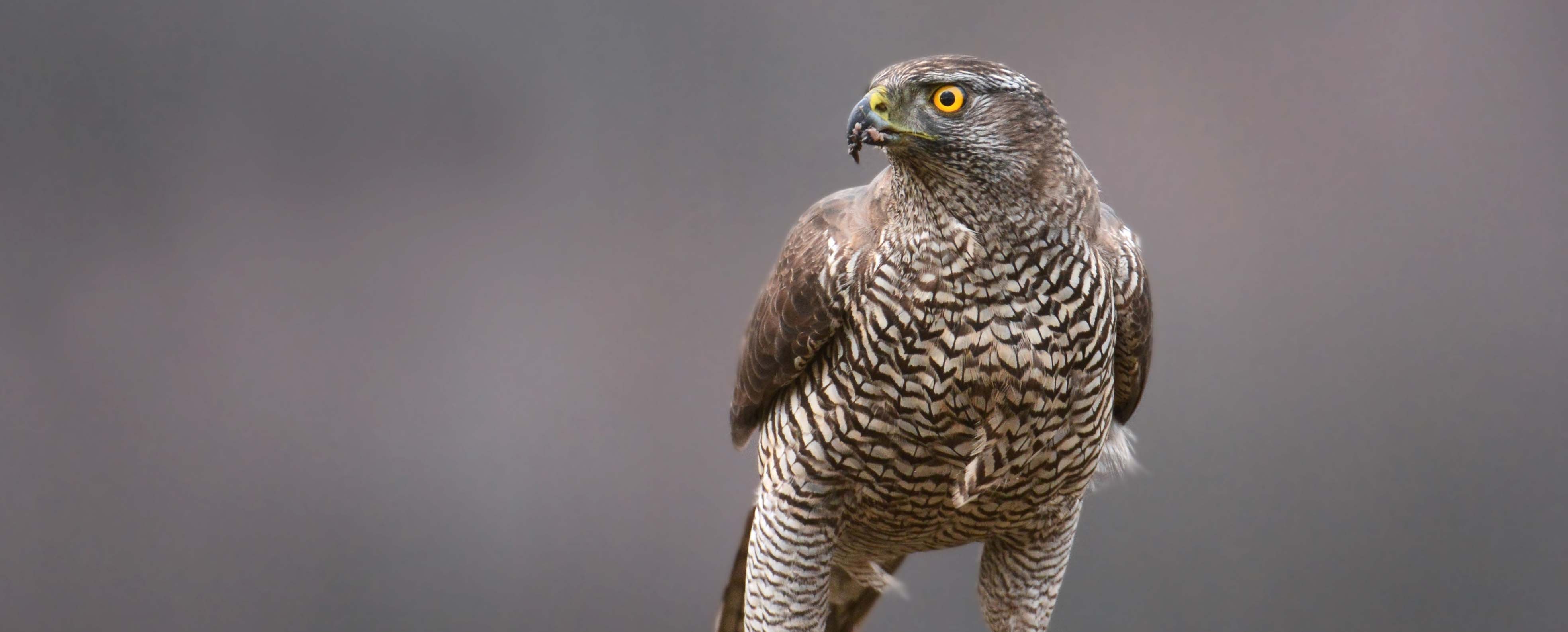 Identify birds of prey  Northumberland Wildlife Trust