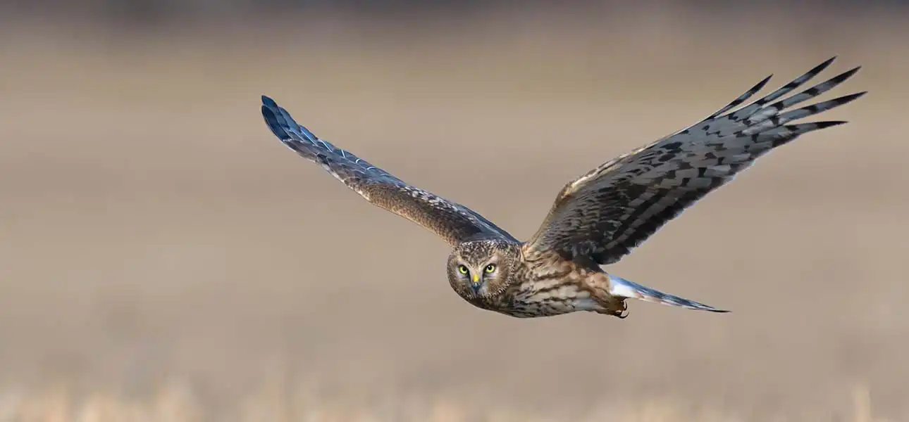 Hen Harrier