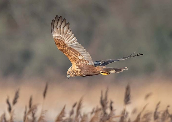 MarshHarrier