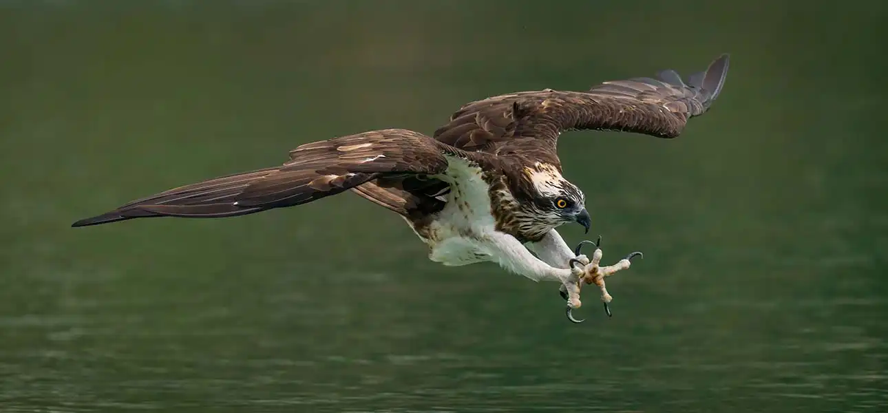 Osprey1290x600 copy
