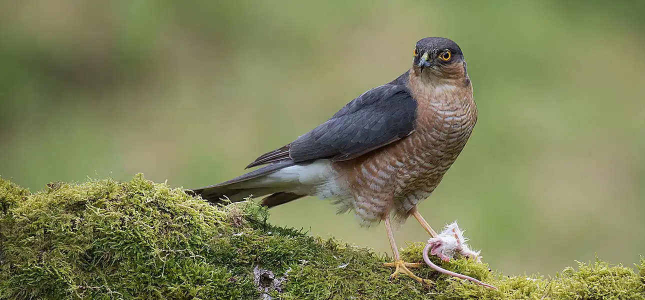 Sparrow Hawk
