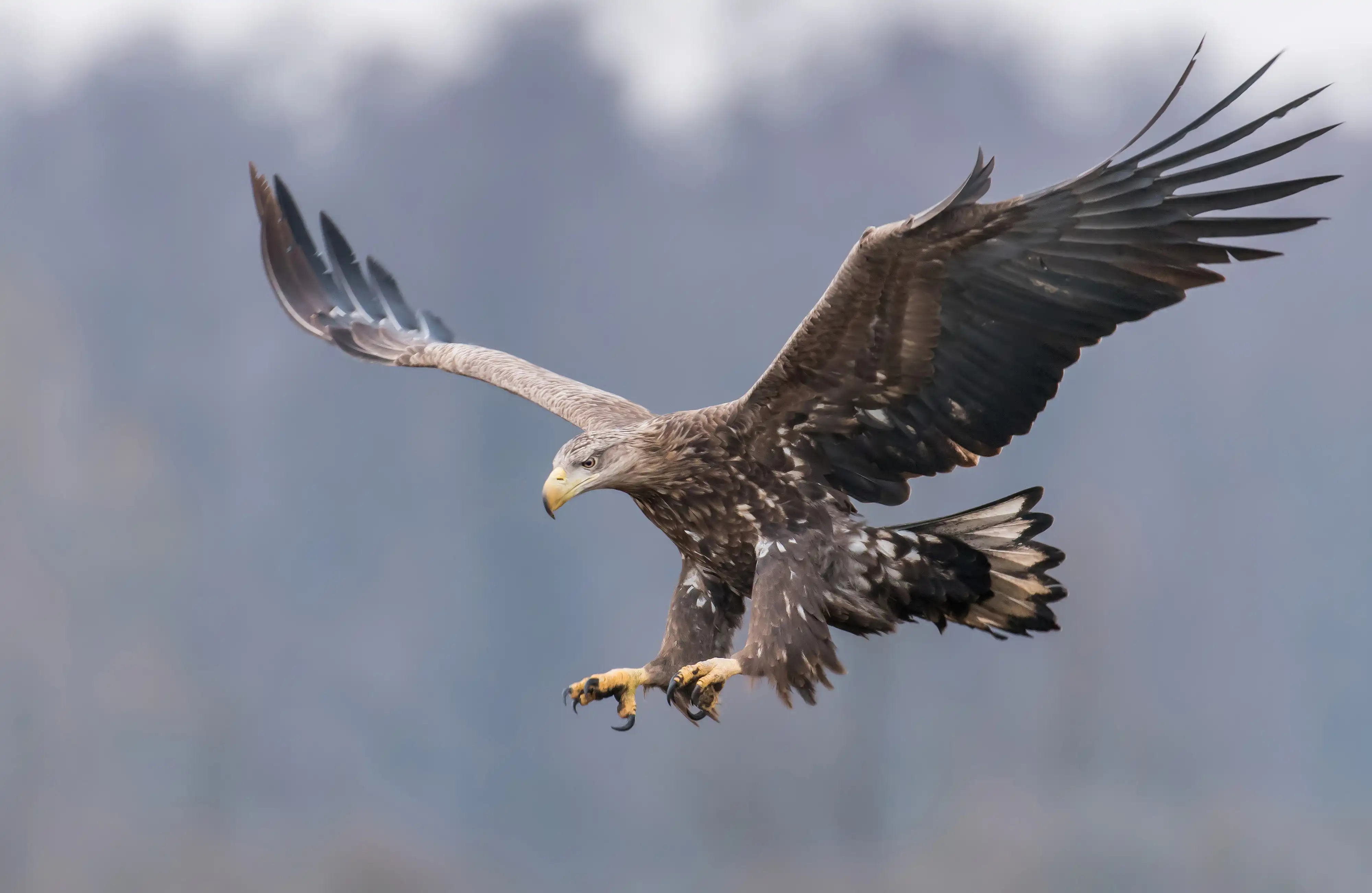 White Tailed Sea Eagle