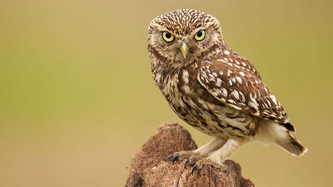 The Hawk and Owl Trust - Conserving wild birds of prey