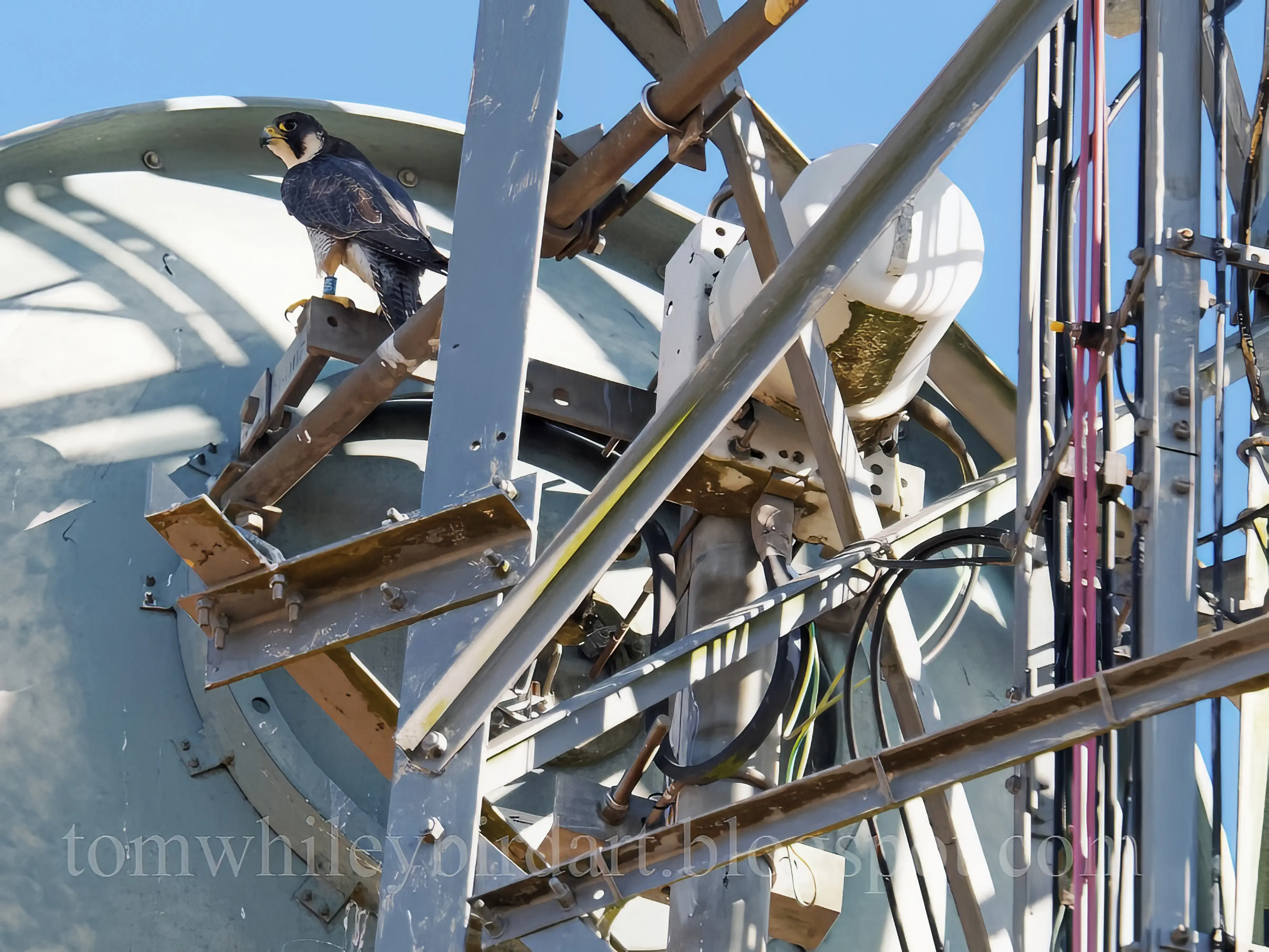 Bodham Transmitter tower T Whiley