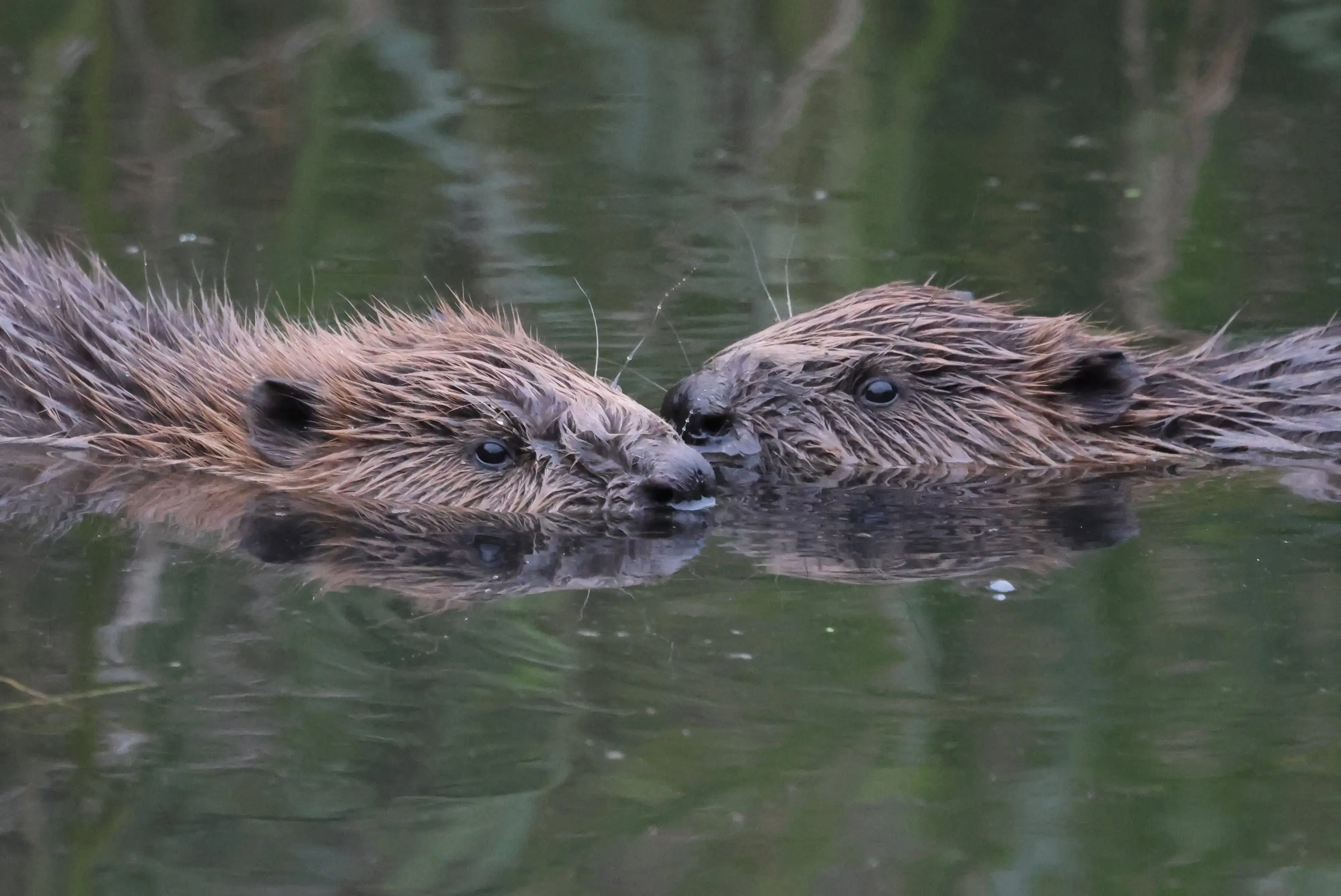 Beaver Kits C. Collier