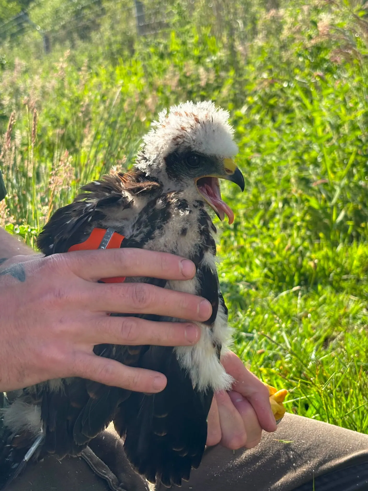Marsh Harrier Ringing converted