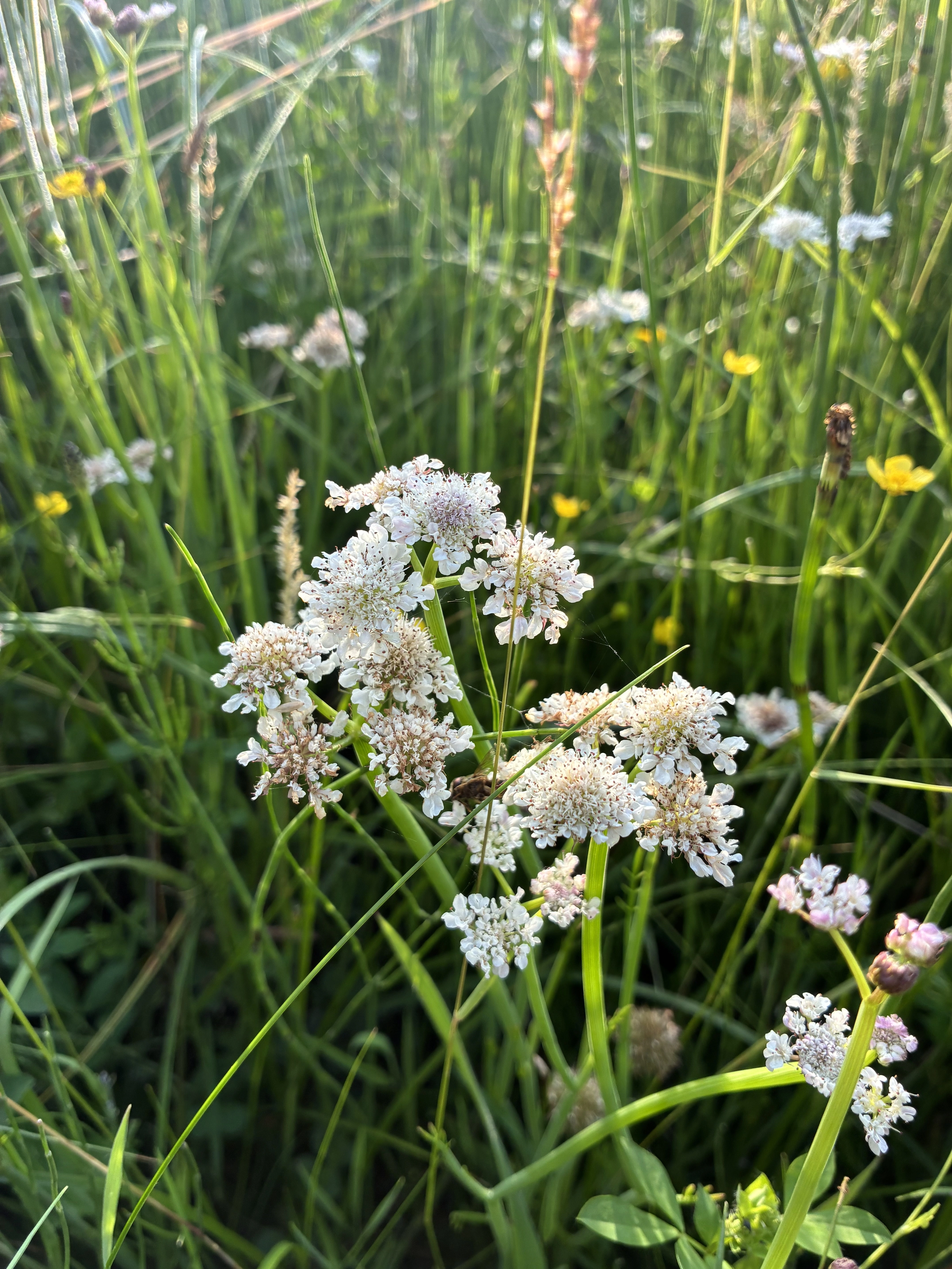 Tubular Water Dropwort converted