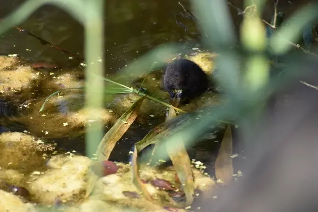 Water vole Sculthorpe Moor Member converted