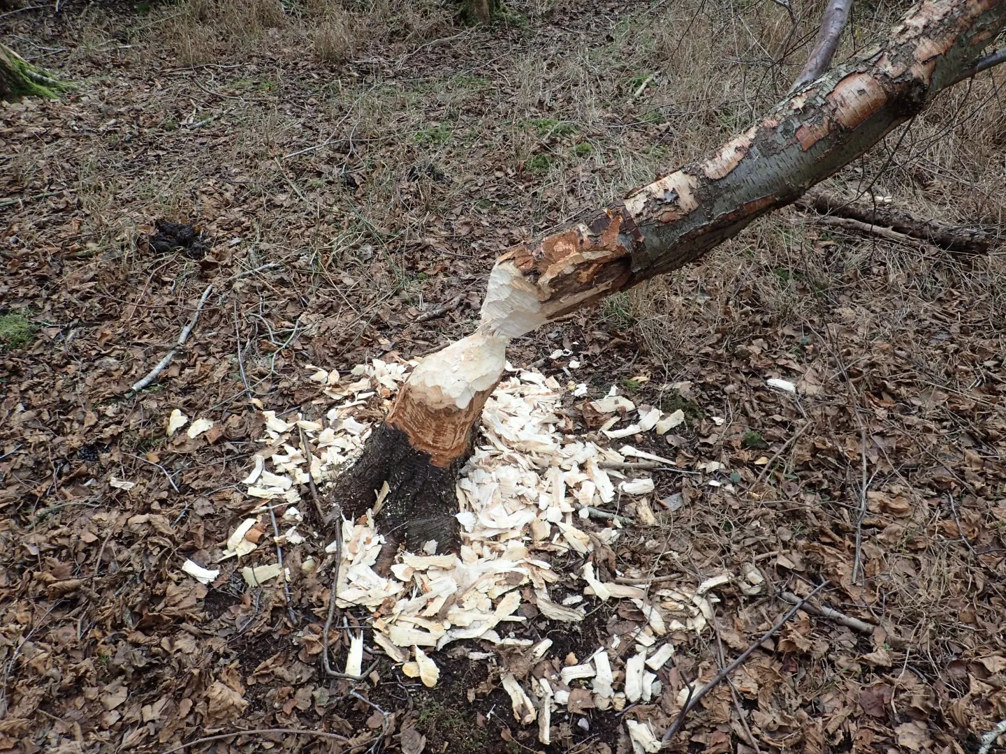 Beaver gnawing 1 result