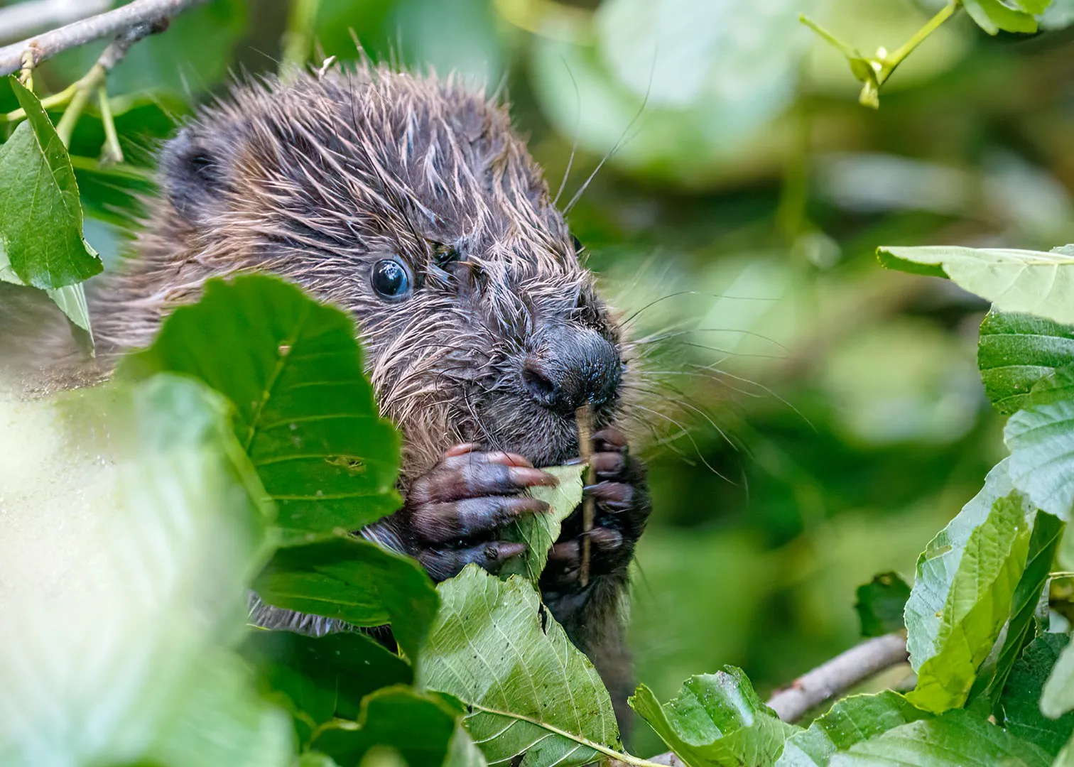Beaver using hands 01 1 result