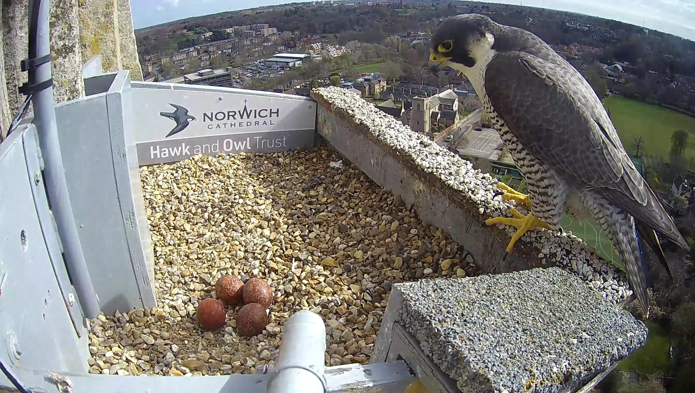 SideHD 2026 04 01 10 33 42.276 4th egg