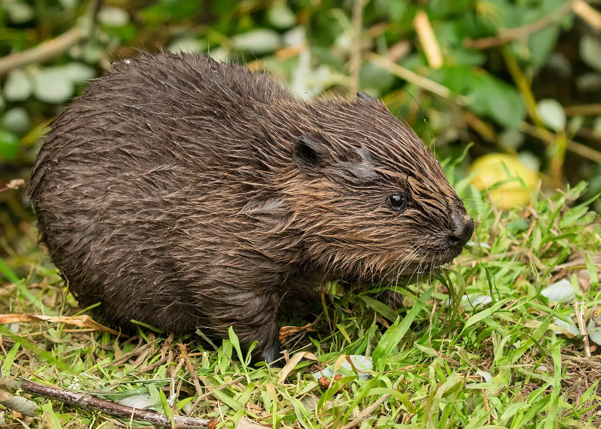 Single Beaver kit 03 1 copy