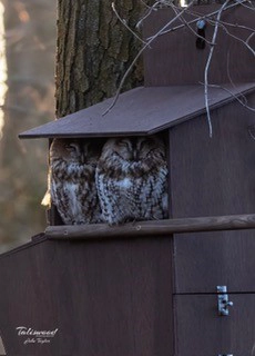 Tawny Owls JT 14 01 24 copy
