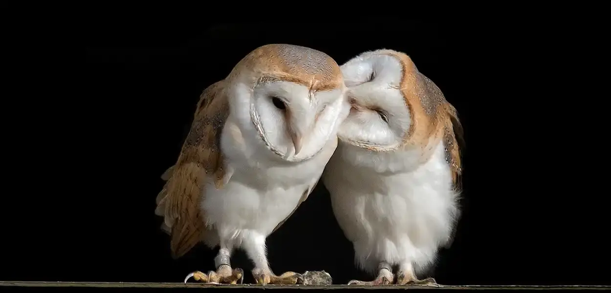 Barn Owls - J Taylor