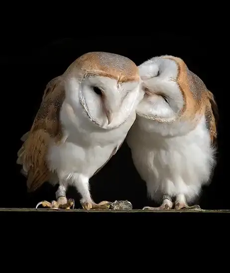 Barn Owls - J Taylor