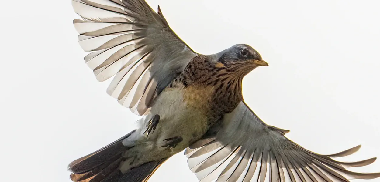 Fieldfare - Andy Thompson
