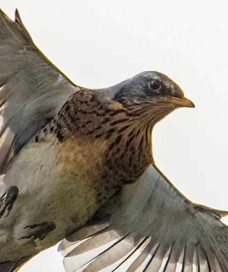 Fieldfare - Andy Thompson