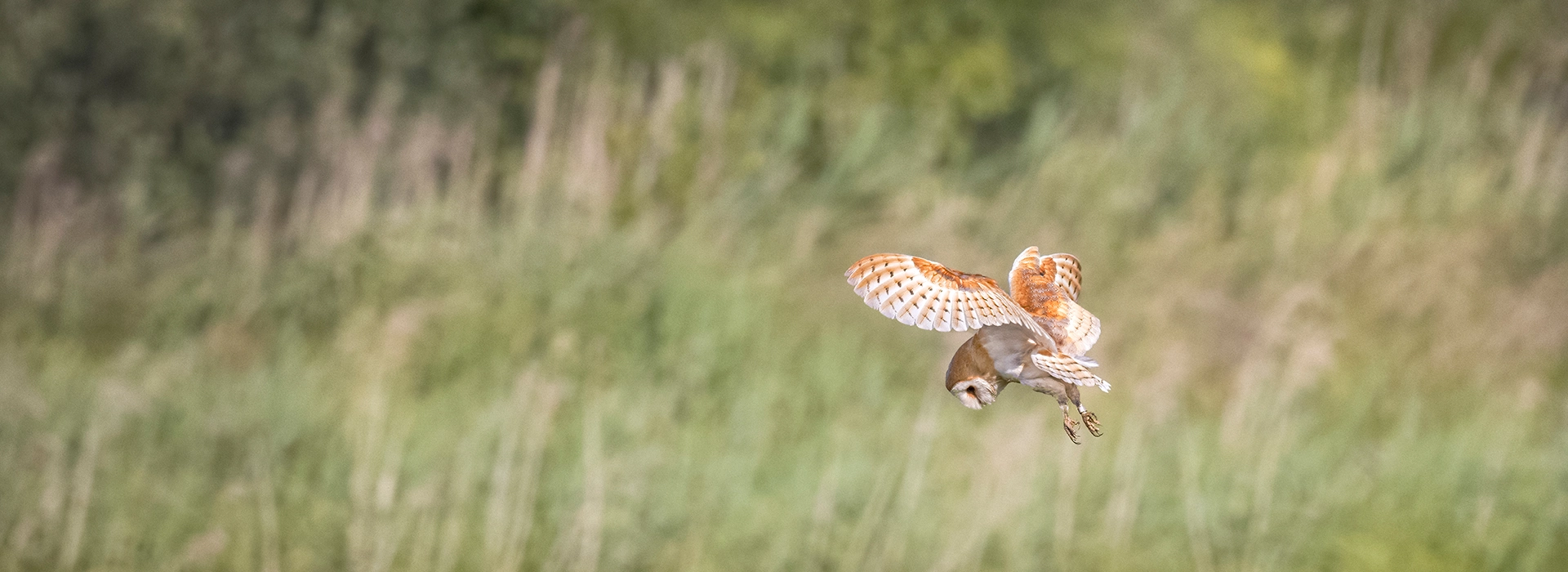 Conserving Wild Birds of Prey and their Habitats