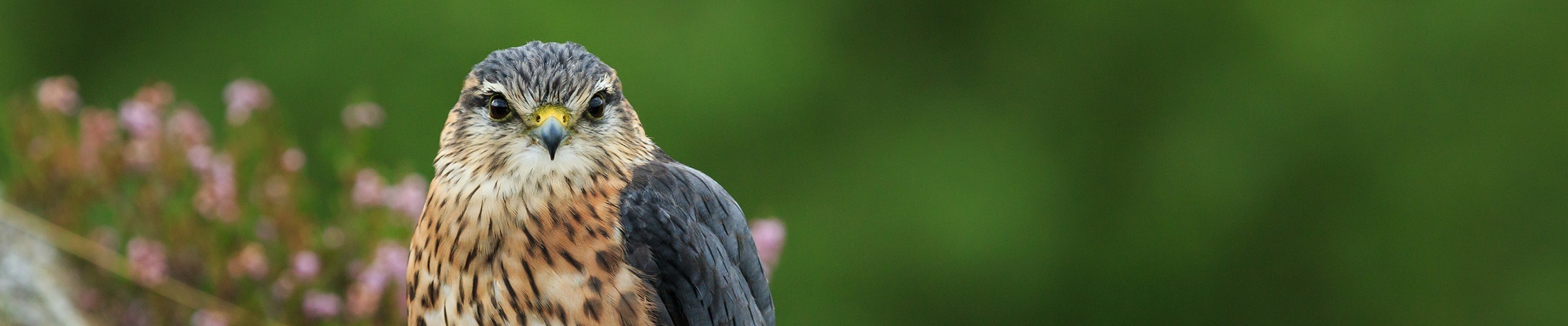 Conserving Wild Birds of Prey and their Habitats