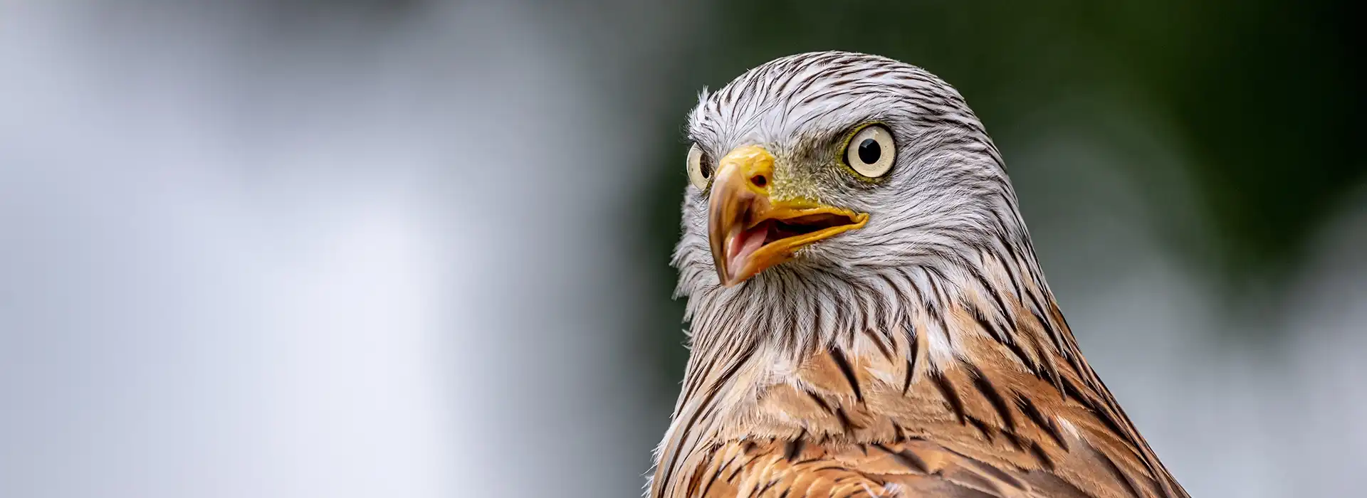 Conserving Wild Birds of Prey and their Habitats