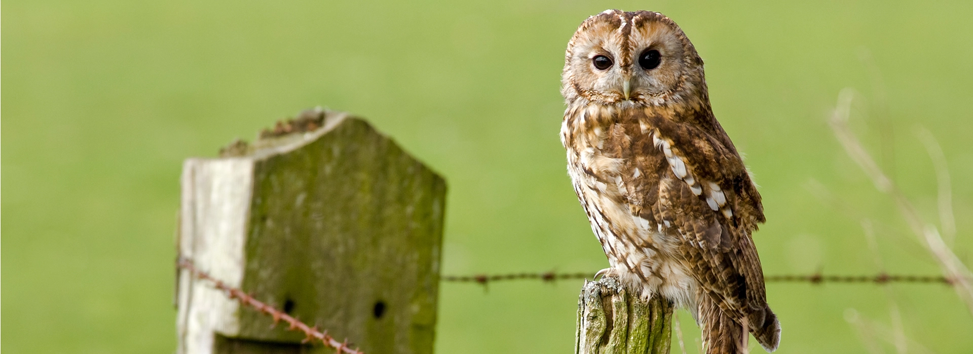 Conserving Wild Birds of Prey and their Habitats